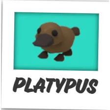 nfr platypus