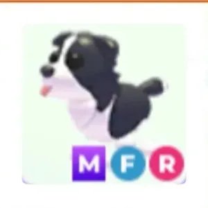 MFR BORDER COLLIE