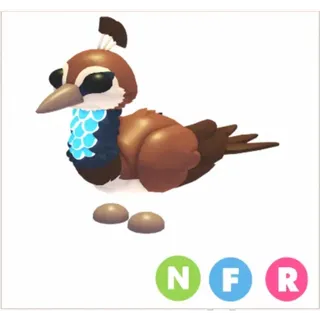 NFR Peahen
