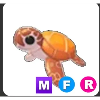 MFR Sea Turtle
