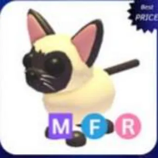 mfr siamese cat