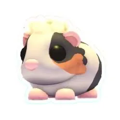 Tortoiseshell Guinea Pig