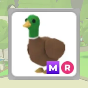 MR Drake