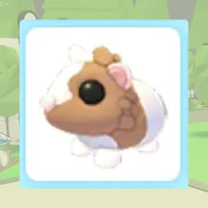 Chocolate Guinea Pig