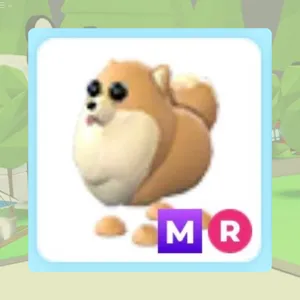 MR Pomeranian