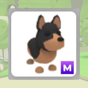 M Australian Kelpie