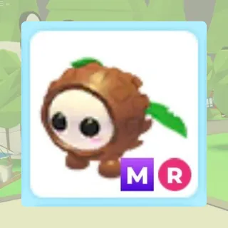 MR Coconut Friend