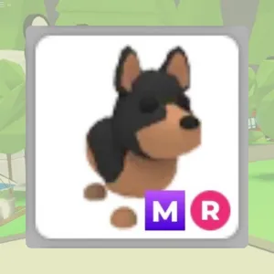 MR Australian Kelpie
