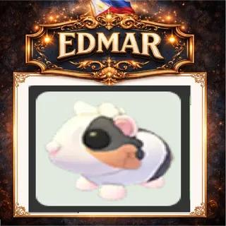 Tortoiseshell Guinea pig