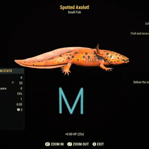 Spotted Axolotl