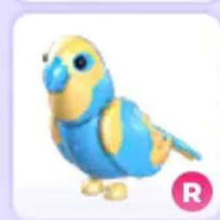 R Diamond Amazon Fullgrown