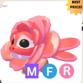 Mfr Rose Dragon