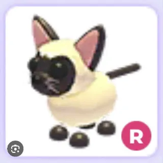 Siamese Cat R