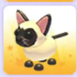 Siamese Cat
