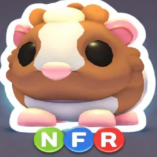 Nfr Chocolate Dutch Guinea Pig