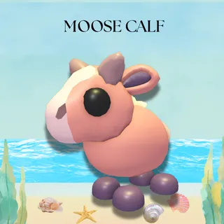 MOOSE CALF