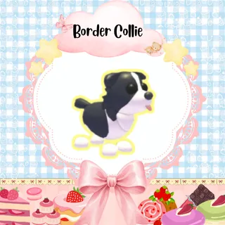BORDER COLLIE