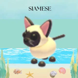 SIAMESE