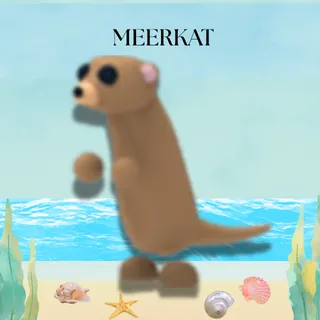 MEERKAT