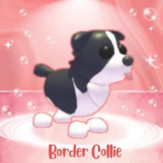 BORDER COLLIE
