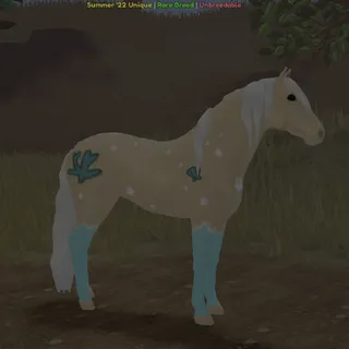 Beachy Andalusian