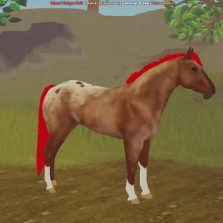 Red Roan Ruby Appaloosa | IUH