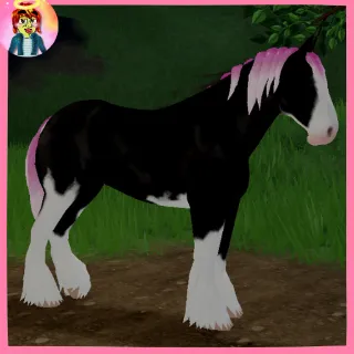 Naturally Dyed Clydesdale
