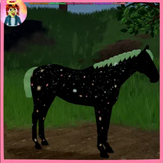 Limited | ND | SIUC | Thoroughbred