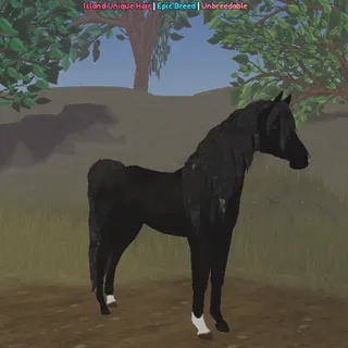 Volcanic Black | Black Arabian IUH