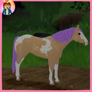 IUH | IUC | AMETHYST PAINT HORSE