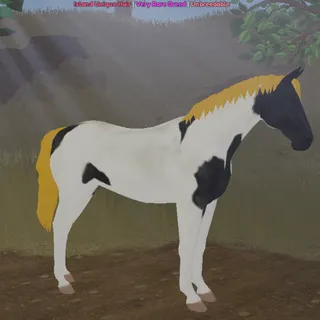 Black Tobiano DWB Topaz IUH