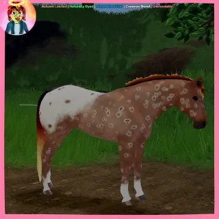 ND | MM | Peacock Appaloosa