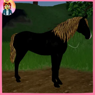 IUH | Dutch Warmblood 