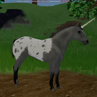 Snowy Icicle IUC Horned Appaloosa