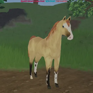 Dusty Brindle Arabian 100% PB WC