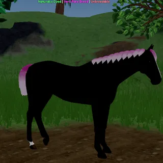ND Starry Pink Black Thoroughbred