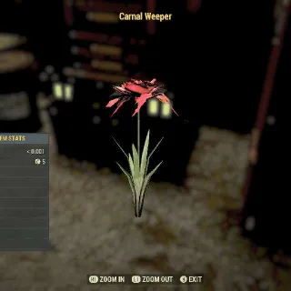 15k FLOWER SUSAN 5K EACH