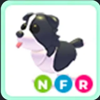 NFR Border Collie