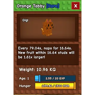 Special 10.96KG Tabby 