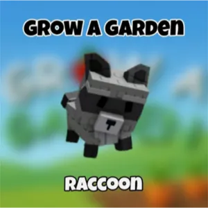 raccoon