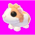 Red Dutch Guinea Pig