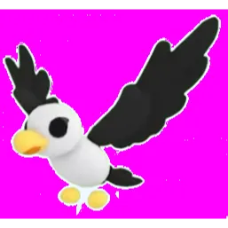 Pilot Gull