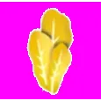 Golden Lettuce