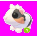 Tortoiseshell Guinea Pig Neon