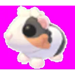 Tortoiseshell Guinea Pig