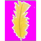 Feather