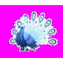 Moonbeam Peacock
