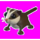 SUGAR GLIDER