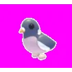 Wood Pigeon