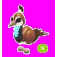 Peahen Neon